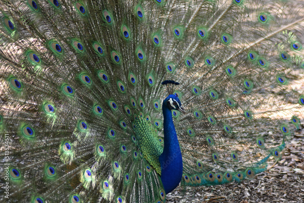 Obraz premium PEACOCK FEATHERS FACES FANS AND FAMILY