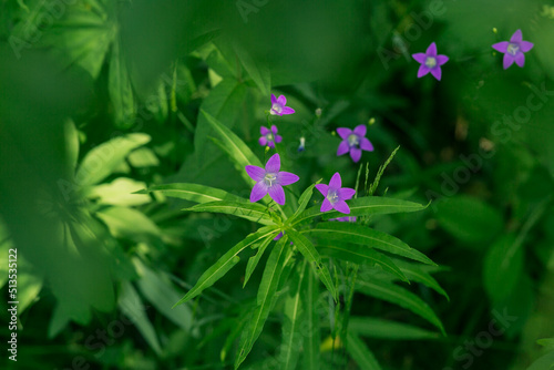 purple wild forest flowers