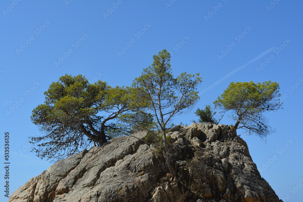 pine tree on a mediterranean rock