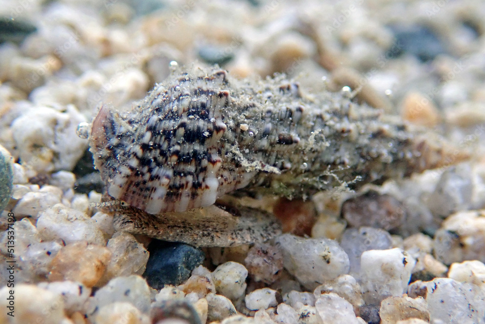 Cerith sand sea snail - Cerithium Caeruleum