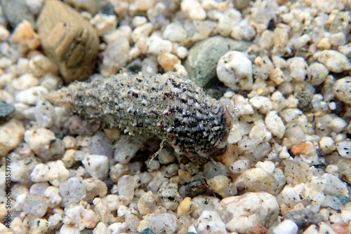 Cerith sand sea snail - Cerithium Caeruleum