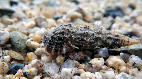 Cerith sand sea snail - Cerithium Caeruleum photo