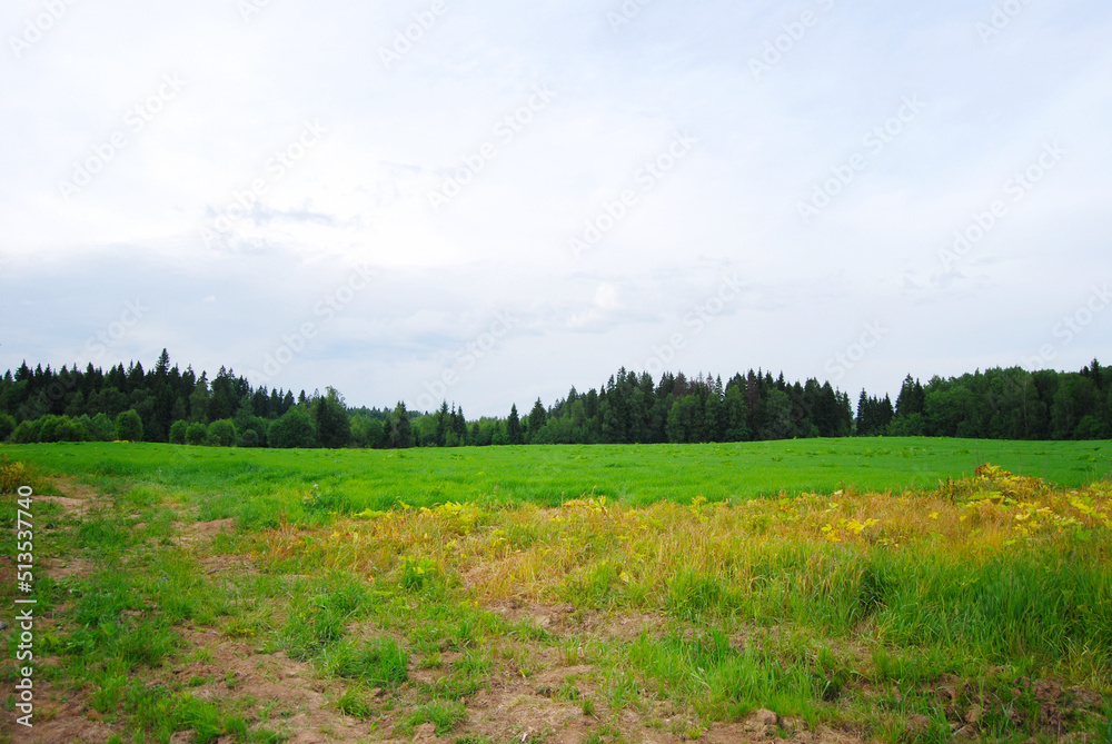 Obraz premium Green field, tree and blue sky. Rural landscape. Field. Green field. The edge of the forest. Summer in the country.