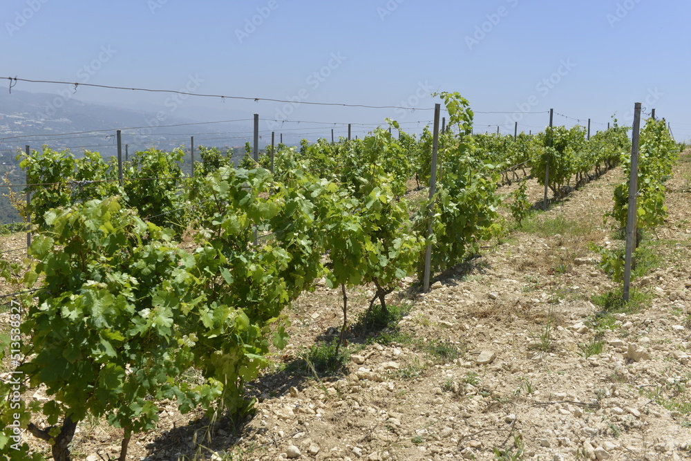 Vineyard in summer season