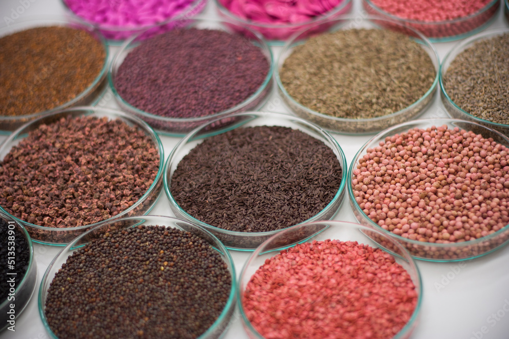Seleção com diversas sementes divididas em placas de petri para demonstração de suas qualidades como cor, tamanho e formatos