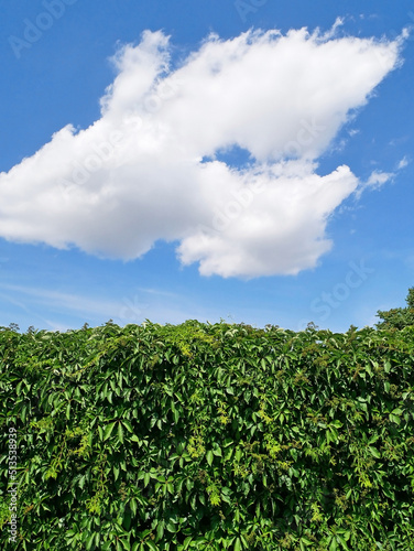 Green climbing plants and clouds in the sky