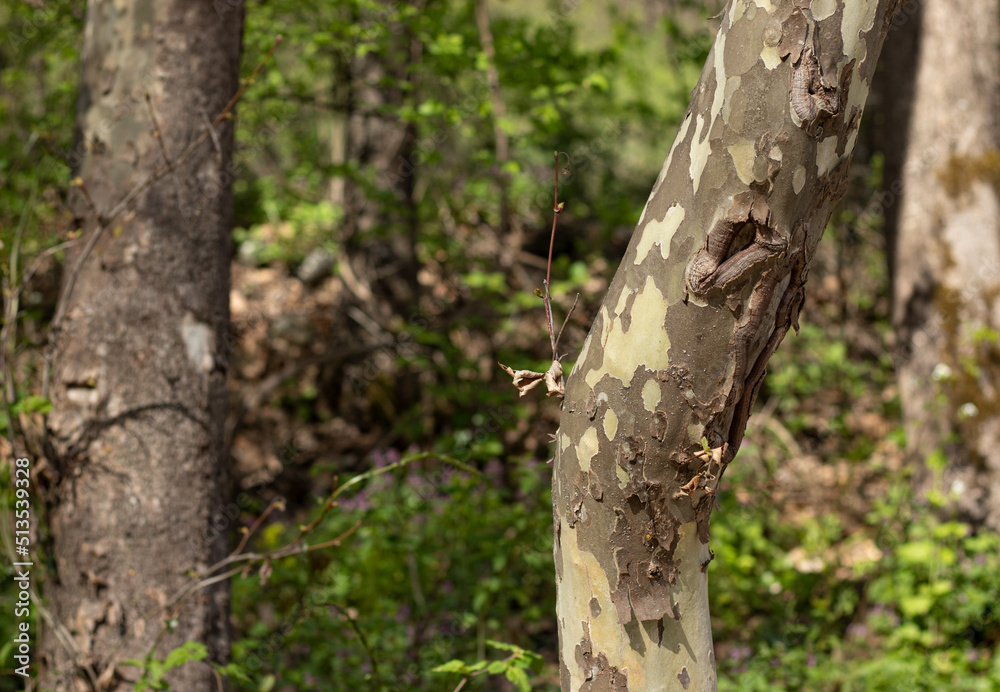 Sycamore tree trunk (Platanus occidentalis) with a unique military-colored bark in a jigsaw shape in a green forest with blurred background. Wood sink texture detail in pastel colors. Sycamore tree trunk (Platanus occidentalis) with a unique military-colored bark in a jigsaw shape in a green forest with blurred background. Wood sink texture detail in pastel colors.