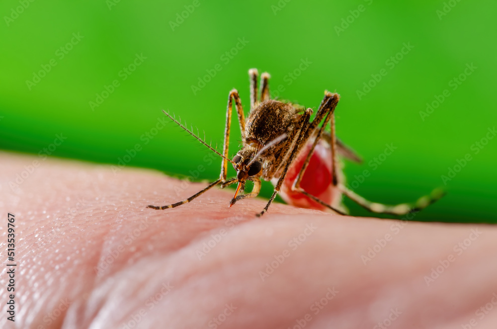 Malaria Infected Mosquito Bite. Leishmaniasis, Encephalitis, Yellow Fever, Dengue, Malaria Disease, Mayaro or Zika Virus Infectious Culex Mosquitoe Parasite Insect Macro Close-up. Malaria Infected Mosquito Bite. Leishmaniasis, Encephalitis, Yellow Fever, Dengue, Malaria Disease, Mayaro or Zika Virus Infectious Culex Mosquitoe Parasite Insect Macro Close-up.