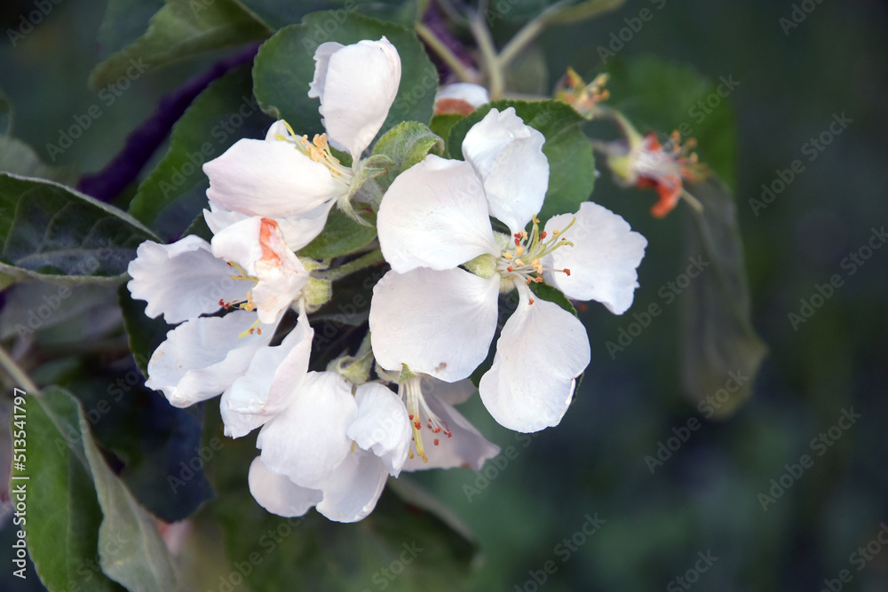 Obraz premium apple tree flower