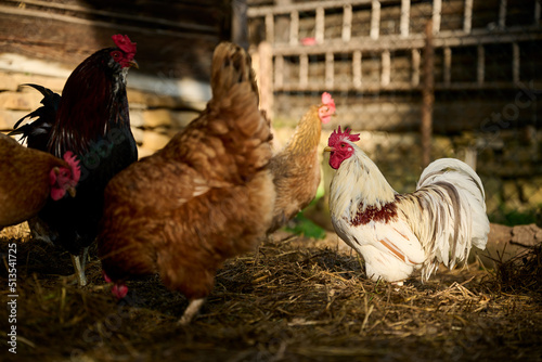 Fototapeta Naklejka Na Ścianę i Meble -  A little lilliputian rooster among the hens on an organic farm