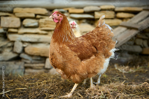 Fototapeta Naklejka Na Ścianę i Meble -  A brown hen on an organic farm