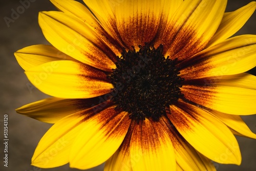 Closeup of a blooming rudbeckia flower on background
