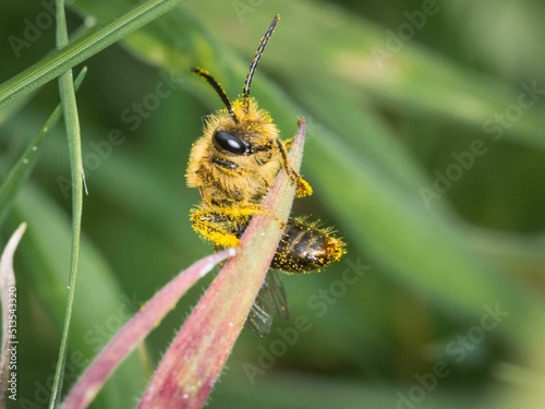 Macro shot of Colletes hederae, the ivy bee covered with yellow pollen. photo