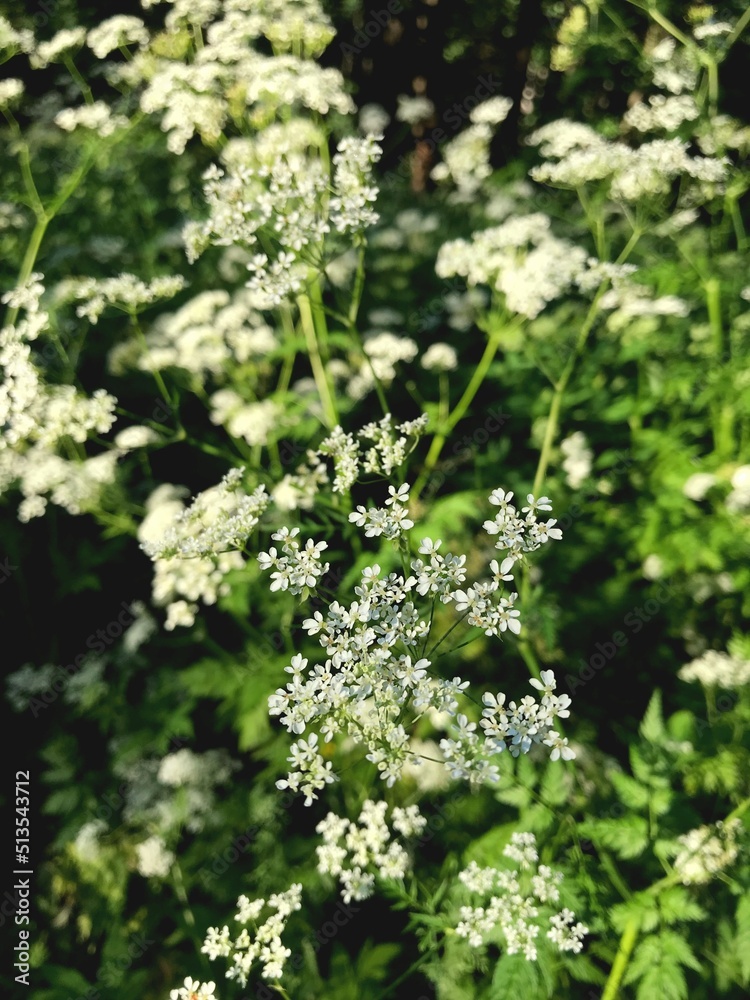 Stock macro photo of a field plant Cow's parsley or Wild chervil. Clusters of small flowers with stems on long stems. Forest floral background, for print, design
