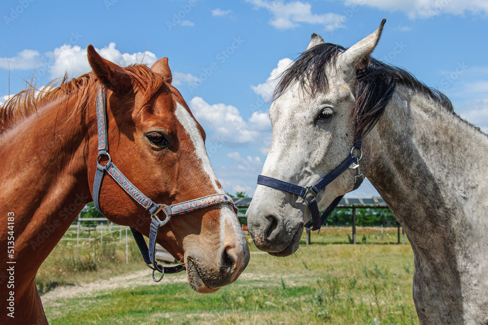 Obraz premium Rotting and brown horses close up against the sky