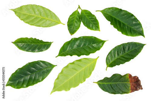 Fresh Green Coffee Leaves Isolated on White Background