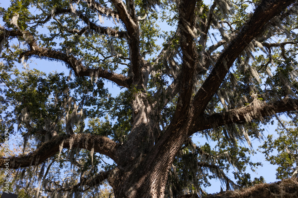 Looking Up at a Tall Old Tree with Spanish Moss in Savannah Georgia