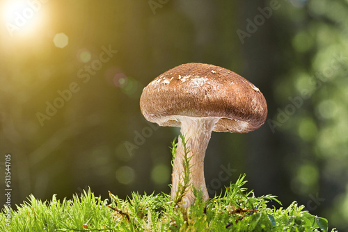 mushroom growing in a mossy forest background.