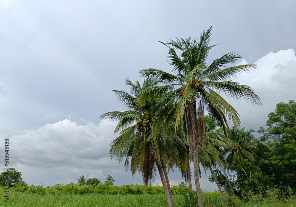 Obraz premium coconut tree view, sky background