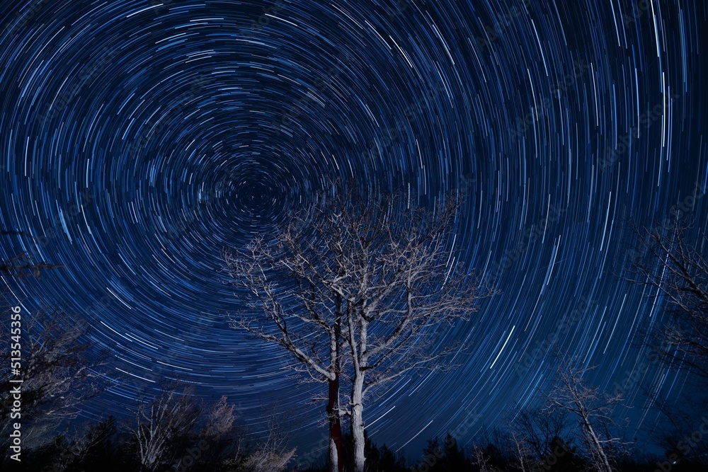 Wonderful star trail blue night sky with leafless trees in front, a time-lapse shot - obrazy, fototapety, plakaty 