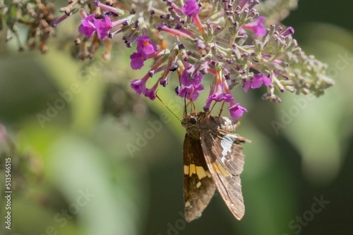 Closeup shot of a sphinx moths on the purple flower photo