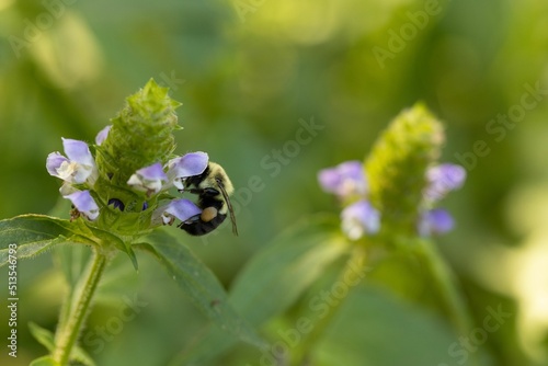 Closeup shot of a honeybee on the large-flowered selfheal photo