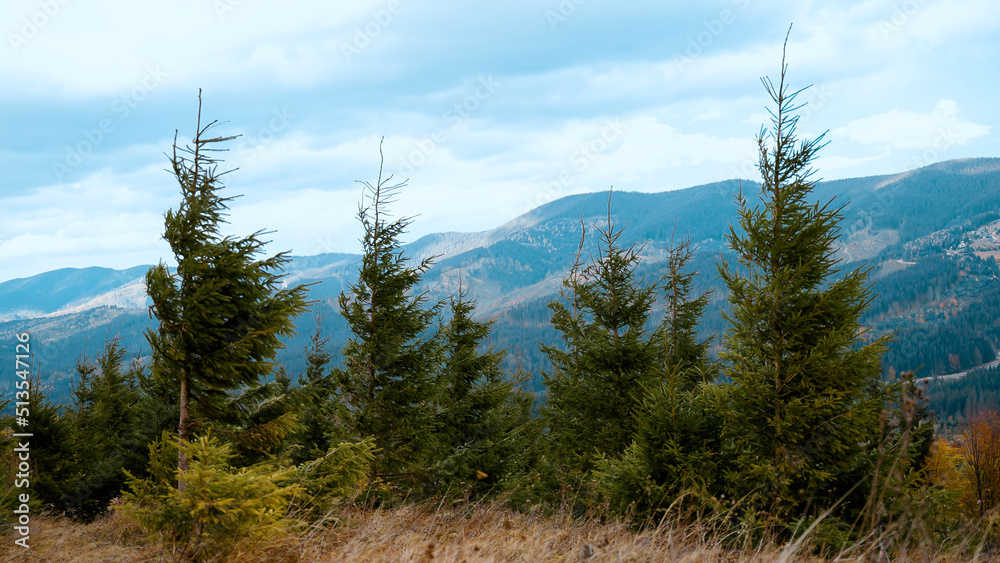 Evergreen conifers sway in the wind against the backdrop of mountains and sky with clouds. Spruce branches with needles sway. Mountain landscape. Cool weather. Sadness and loneliness