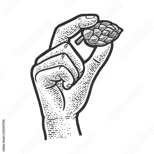 hop cone in hand sketch engraving vector illustration. T-shirt apparel print design. Scratch board imitation. Black and white hand drawn image.