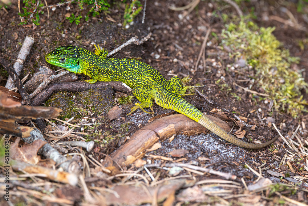 Lézard vert, Lacerta bilineata