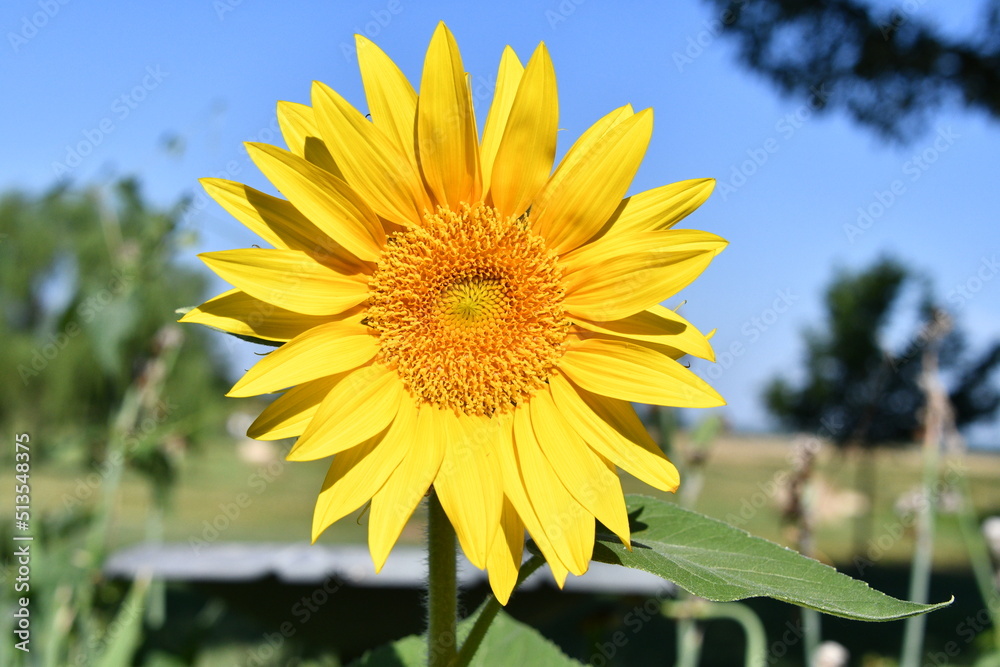 Sunflower Sunflower
