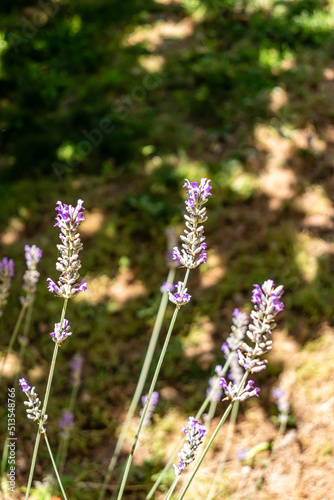 lavender flowers grown in a garden