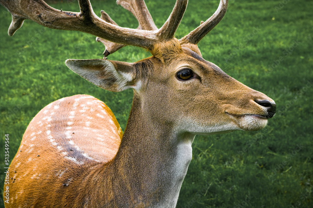 Obraz premium Close up of the face and antlers of the male fallow deer.