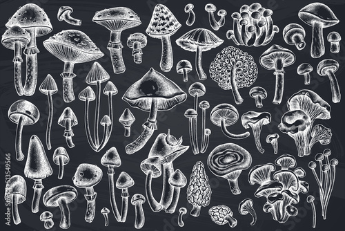 Forest mushrooms hand drawn vector illustrations collection. Chalk mushrooms, fly agaric, blewit, etc.