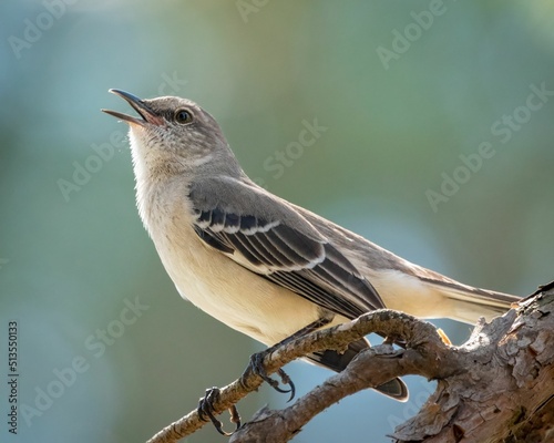 Картината върху платно Selective focus shot of an adorable Northern mockingbird singing while perched o