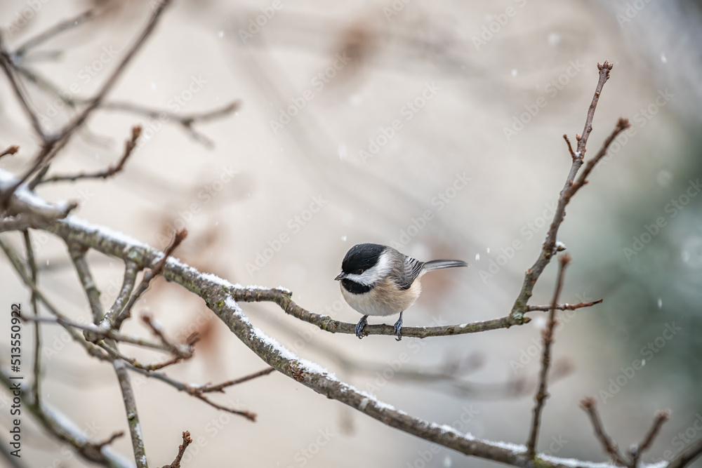 Closeup of one black-capped chickadee bird perched on tree branch in winter snow in Virginia Closeup of one black-capped chickadee bird perched on tree branch in winter snow in Virginia