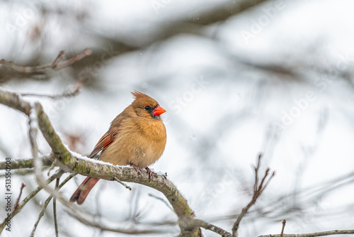 Female red northern cardinal Cardinalis bird perched on tree branch in winter snow in Virginia with blurry Christmas background