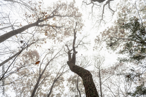 Low angle view on bare trees branches in morning fog, foggy weather on Cedar Cliffs hiking trail at Wintergreen Resort ski town, Virginia