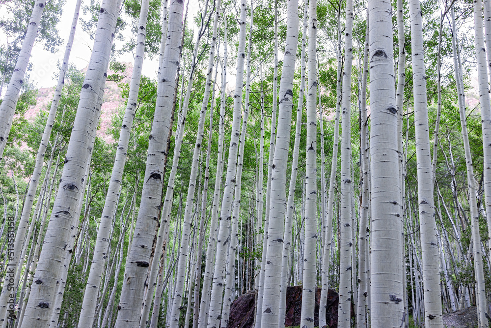 Aspen forest trees grove woods in morning sunrise summer on Snowmass Lake trail in Colorado in national park mountains and nobody with beautiful pattern of trunks Aspen forest trees grove woods in morning sunrise summer on Snowmass Lake trail in Colorado in national park mountains and nobody with beautiful pattern of trunks