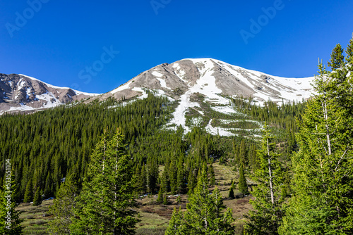 Snow capped mountains view and coniferous pine trees forest on Independence Pass in rocky mountains near Aspen, Colorado in early summer landscape view with nobody and blue sky