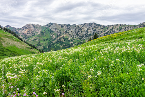 Albion Basin in Alta, Utah summer landscape view of meadows trail in wildflowers season in Wasatch mountains with many white Jacob's ladder flowers and pink colors photo