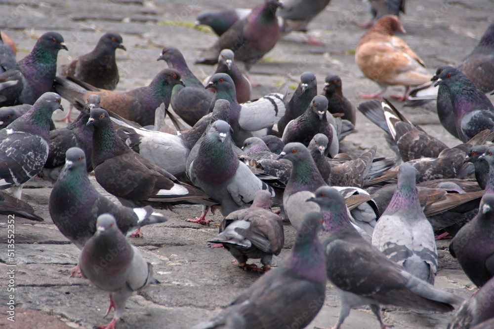 Fototapeta premium Flock of pigeons in the plaza in front of the Church of San Francisco in the Old Town, Quito, Ecuador