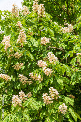 A close up view of a Horse Chestnut tree (Aesculus hippocastanum) in blossom in Kiel, Schleswig-Holstein, Germany