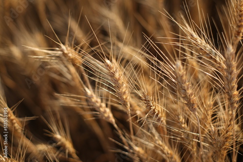 harvest of ripe yellow wheat on the field, close-up of the spikelet