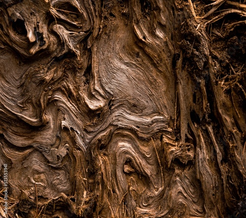 Beautiful shot of a gnarly wood texture