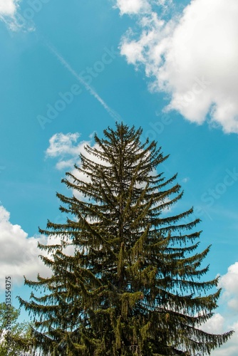 Vertical shot of spruce under a cloudy sky in Fairport, NY photo