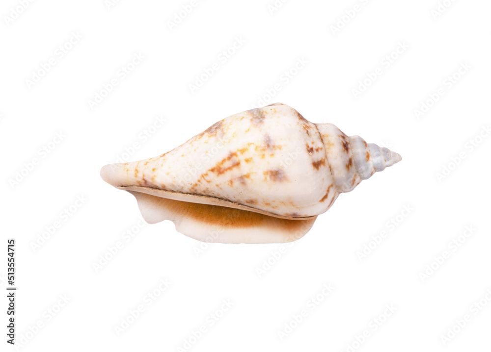 Seashell isolated on white background. Seashell for you design.