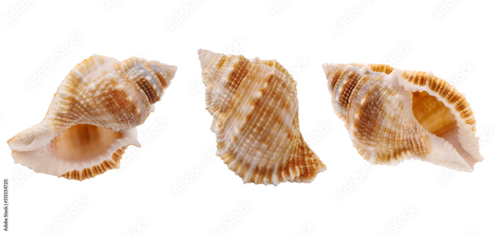 Seashell isolated on white background. Seashell for you design. Seashell isolated on white background. Seashell for you design.