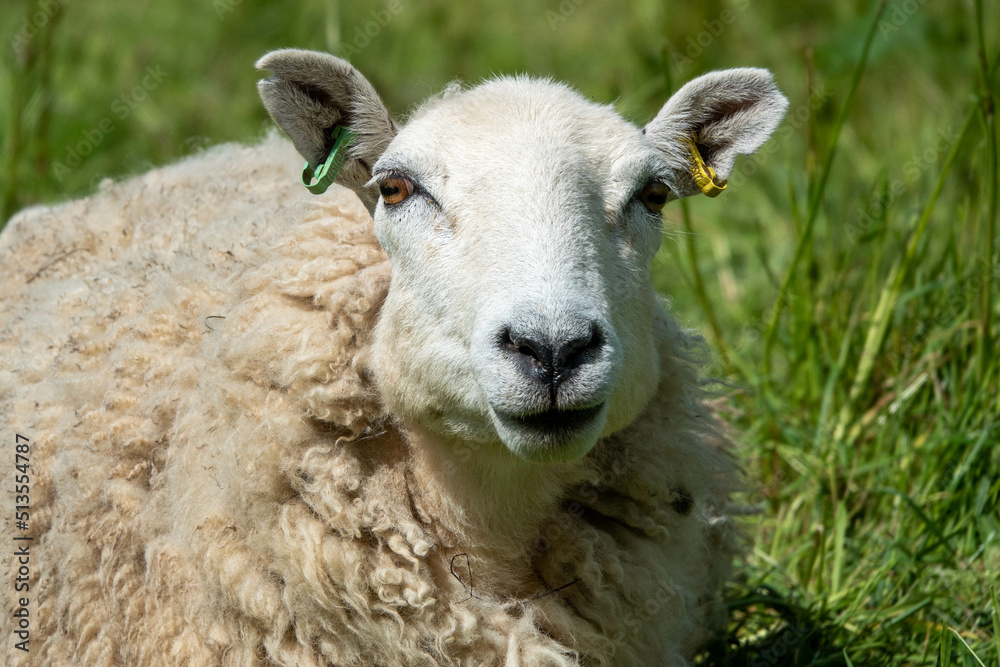 portrait close of up a pretty white sheep in the English countryside