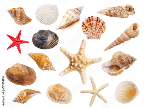 Variety of seashells and starfish isolated on white background. Collection of seashells for you design.