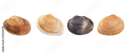 Set of seashells isolated on white background. Seashell for you design.